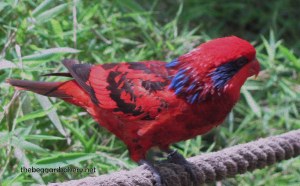 Shut up the squawking, already! 