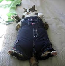 This cat totally gets what I am talking about here. 